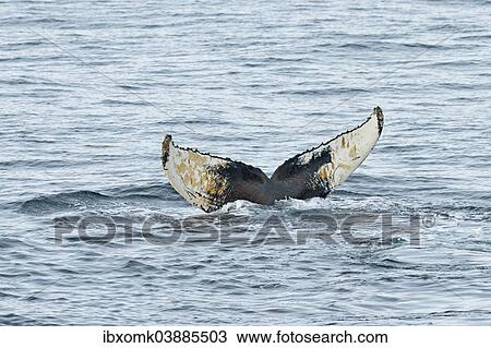 "Fluke, Humpback Whale (Megaptera novaeangliae), plunging, Barents Sea, Nordaustland, Svalbard Archipelago, Svalbard and Jan Mayen, Norway, Europe" View Large Photo Image Stock Image - "Fluke, Humpback Whale (Megaptera novaeangliae), plunging, Barents Sea, Nordaustland, Svalbard Archipelago, Svalbard and Jan Mayen, Norway, Europe". Fotosearch