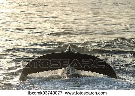 "Fluke of a diving Humpback Whale (Megaptera novaeangliae), Barents Sea, Nordaustlandet, Svalbard Archipelago, Svalbard and Jan Mayen, Norway, Europe" View Large Photo Image Stock Photo - "Fluke of a diving Humpback Whale (Megaptera novaeangliae), Barents Sea, Nordaustlandet, Svalbard Archipelago, Svalbard and Jan Mayen, Norway, Europe". Fotosearch