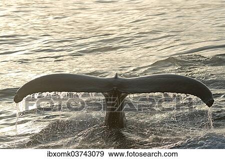 "Fluke of a diving Humpback Whale (Megaptera novaeangliae), Barents Sea, Nordaustlandet, Svalbard Archipelago, Svalbard and Jan Mayen, Norway, Europe" View Large Photo Image Stock Photo - "Fluke of a diving Humpback Whale (Megaptera novaeangliae), Barents Sea, Nordaustlandet, Svalbard Archipelago, Svalbard and Jan Mayen, Norway, Europe". Fotosearch