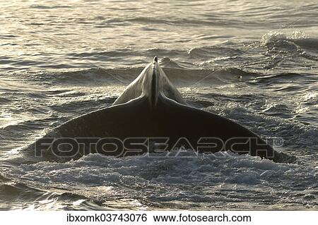 "Fluke of a diving Humpback Whale (Megaptera novaeangliae), Barents Sea, Nordaustlandet, Svalbard Archipelago, Svalbard and Jan Mayen, Norway, Europe" View Large Photo Image Stock Photograph - "Fluke of a diving Humpback Whale (Megaptera novaeangliae), Barents Sea, Nordaustlandet, Svalbard Archipelago, Svalbard and Jan Mayen, Norway, Europe". Fotosearch