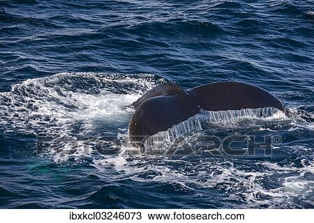 "Fluke of a Humpback Whale (Megaptera novaeangliae), diving, Gerlache Strait, Antarctic Peninsula, Antarctica" View Large Photo Image Stock Image - "Fluke of a Humpback Whale (Megaptera novaeangliae), diving, Gerlache Strait, Antarctic Peninsula, Antarctica". Fotosearch