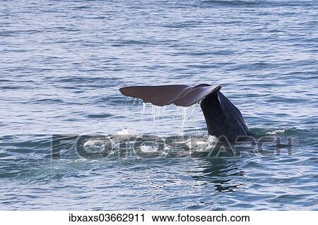 Stock Image - "Fluke of a Sperm Whale (Physeter macrocephalus) while diving, Kaikoura, Canterbury Region, New Zealand, Oceania". Fotosearch