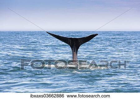 "Fluke of a Sperm Whale (Physeter macrocephalus) while diving, Kaikoura, Canterbury Region, New Zealand, Oceania" View Large Photo Image Stock Photograph - "Fluke of a Sperm Whale (Physeter macrocephalus) while diving, Kaikoura, Canterbury Region, New Zealand, Oceania". Fotosearch