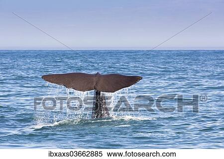 "Fluke of a Sperm Whale (Physeter macrocephalus) while diving, Kaikoura, Canterbury Region, New Zealand, Oceania" View Large Photo Image Stock Photography - "Fluke of a Sperm Whale (Physeter macrocephalus) while diving, Kaikoura, Canterbury Region, New Zealand, Oceania". Fotosearch