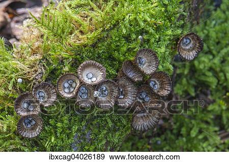 "Fluted bird's nest (Cyathus striatus) on moss, Monchbruch nature reserve, Hessen, Germany, Europe" View Large Photo Image Stock Photo - "Fluted bird's nest (Cyathus striatus) on moss, Monchbruch nature reserve, Hessen, Germany, Europe". Fotosearch
