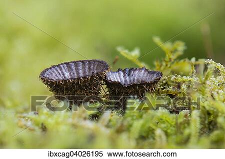 Stock Photography - "Fluted bird's nest (Cyathus striatus) in moss, Monchbruch Nature Reserve, Hesse, Germany, Europe". Fotosearch