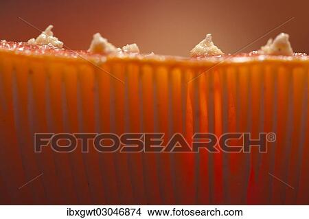 "Fly Agaric (Amanita muscaria), detail of gills, Germany, Europe" View Large Photo Image Picture - "Fly Agaric (Amanita muscaria), detail of gills, Germany, Europe". Fotosearch