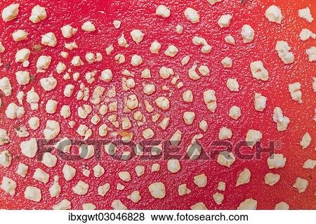 "Fly Agaric (Amanita muscaria), detail of the fruiting body, Germany, Europe" View Large Photo Image Stock Photo - "Fly Agaric (Amanita muscaria), detail of the fruiting body, Germany, Europe". Fotosearch