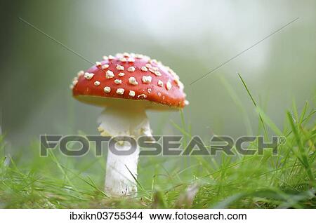 "Fly Agaric (Amanita muscaria) growing on grass, Schleswig-Holstein, Germany, Europe" View Large Photo Image Picture - "Fly Agaric (Amanita muscaria) growing on grass, Schleswig-Holstein, Germany, Europe". Fotosearch