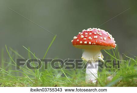 "Fly Agaric (Amanita muscaria) growing on grass, Schleswig-Holstein, Germany, Europe" View Large Photo Image Stock Image - "Fly Agaric (Amanita muscaria) growing on grass, Schleswig-Holstein, Germany, Europe". Fotosearch