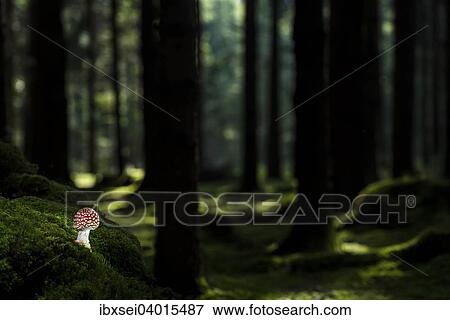 "Fly Agaric (Amanita muscaria) growing on the forest floor of a spruce forest, Germany, Europe" View Large Photo Image Stock Photo - "Fly Agaric (Amanita muscaria) growing on the forest floor of a spruce forest, Germany, Europe". Fotosearch