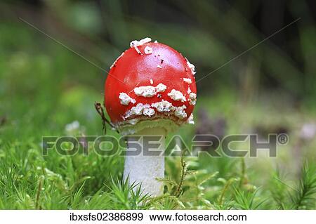 Fly Agaric (Amanita muscaria) in moss View Large Photo Image Stock Photo - Fly Agaric (Amanita muscaria) in moss. Fotosearch