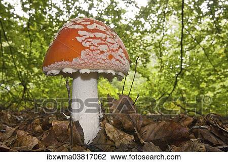 "Fly Agaric (Amanita muscaria), North Hesse, Hesse, Germany, Europe" View Large Photo Image Stock Image - "Fly Agaric (Amanita muscaria), North Hesse, Hesse, Germany, Europe". Fotosearch