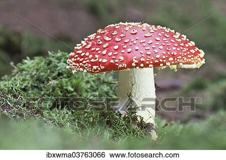 "Fly Agaric (Amanita muscaria), North Hesse, Hesse, Germany, Europe" View Large Photo Image Stock Photograph - "Fly Agaric (Amanita muscaria), North Hesse, Hesse, Germany, Europe". Fotosearch