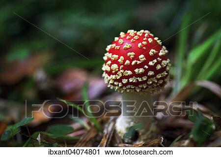"Fly Agaric (Amanita muscaria) on the forest floor, North Rhine-Westphalia, Germany, Europe" View Large Photo Image Stock Image - "Fly Agaric (Amanita muscaria) on the forest floor, North Rhine-Westphalia, Germany, Europe". Fotosearch