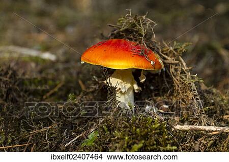 "Fly agaric (Amanita muscaria), Franconia, Bavaria, Germany, Europe" View Large Photo Image Picture - "Fly agaric (Amanita muscaria), Franconia, Bavaria, Germany, Europe". Fotosearch