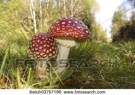 "Fly Agaric (Amanita muscaria), Romo, Denmark, Europe" View Large Photo Image Stock Photograph - "Fly Agaric (Amanita muscaria), Romo, Denmark, Europe". Fotosearch