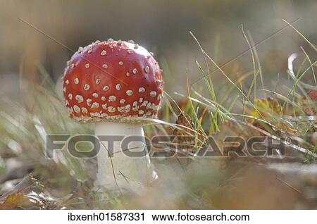 Fly agaric (Amanita muscaria) View Large Photo Image Stock Image - Fly agaric (Amanita muscaria). Fotosearch