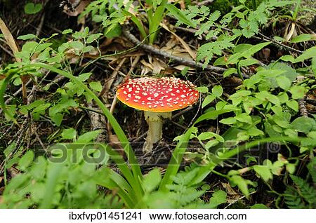 Fly agaric (Amanita muscaria) View Large Photo Image Stock Image - Fly agaric (Amanita muscaria). Fotosearch