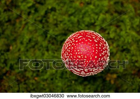 "Fly Agaric (Amanita muscaria), fruiting body, Germany, Europe" View Large Photo Image Stock Image - "Fly Agaric (Amanita muscaria), fruiting body, Germany, Europe". Fotosearch