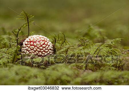 "Fly Agaric (Amanita muscaria), fruiting body between moss, Germany, Europe" View Large Photo Image Stock Image - "Fly Agaric (Amanita muscaria), fruiting body between moss, Germany, Europe". Fotosearch