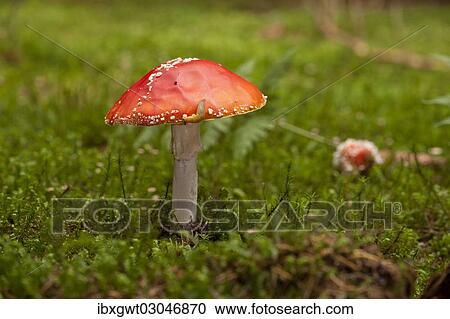 "Fly Agaric (Amanita muscaria), fruiting body between moss, Germany, Europe" View Large Photo Image Stock Image - "Fly Agaric (Amanita muscaria), fruiting body between moss, Germany, Europe". Fotosearch