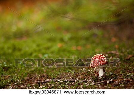 "Fly Agaric (Amanita muscaria), fruiting body, Germany, Europe" View Large Photo Image Stock Image - "Fly Agaric (Amanita muscaria), fruiting body, Germany, Europe". Fotosearch