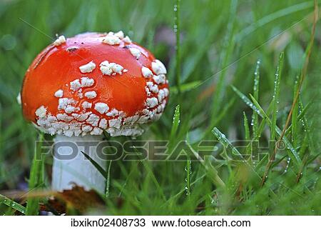 Fly Agaric (Amanita muscaria) View Large Photo Image Stock Image - Fly Agaric (Amanita muscaria). Fotosearch