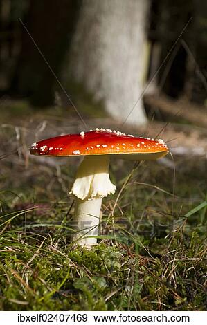 Stock Photo - "Fly agaric (Amanita muscaria), Franconia, Bavaria, Germany, Europe". Fotosearch