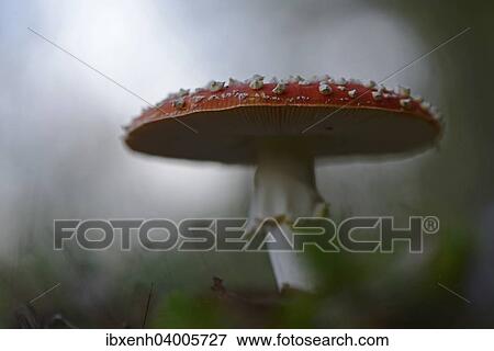 "Fly Agaric (Amanita muscaria), Emsland, Lower Saxony, Germany, Europe" View Large Photo Image Stock Photo - "Fly Agaric (Amanita muscaria), Emsland, Lower Saxony, Germany, Europe". Fotosearch