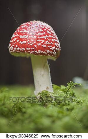 Stock Photo - "Fly Agaric (Amanita muscaria), fruiting body, Germany, Europe". Fotosearch