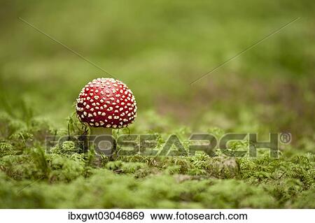"Fly Agaric (Amanita muscaria), fruiting body between moss, Germany, Europe" View Large Photo Image Stock Photo - "Fly Agaric (Amanita muscaria), fruiting body between moss, Germany, Europe". Fotosearch