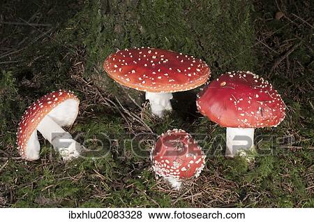 "Fly Agaric (Amanita muscaria), Untergroeningen, Baden-Wuerttemberg, Germany, Europe" View Large Photo Image Stock Photo - "Fly Agaric (Amanita muscaria), Untergroeningen, Baden-Wuerttemberg, Germany, Europe". Fotosearch