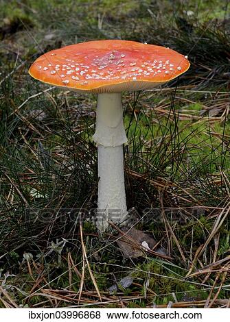 Stock Photo - Fly agaric (Amanita muscaria). Fotosearch