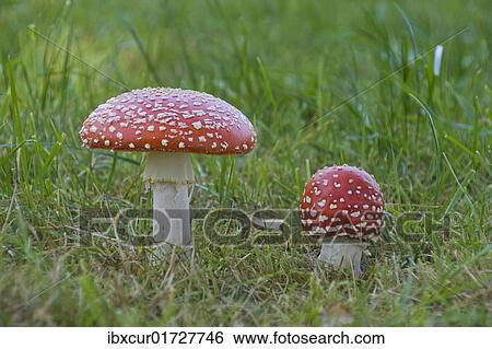 Fly Agaric (Amanita muscaria) View Large Photo Image Stock Photograph - Fly Agaric (Amanita muscaria). Fotosearch