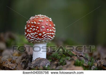 "Fly Agaric (Amanita muscaria), Emsland, Lower Saxony, Germany, Europe" View Large Photo Image Stock Photograph - "Fly Agaric (Amanita muscaria), Emsland, Lower Saxony, Germany, Europe". Fotosearch