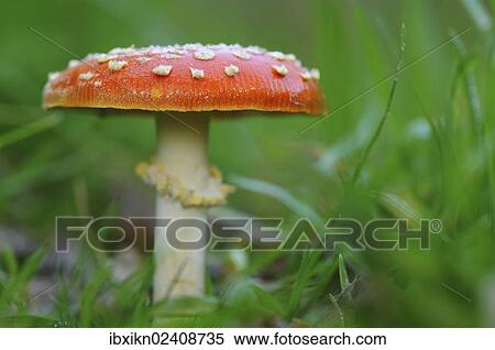 Fly Agaric (Amanita muscaria) View Large Photo Image Stock Photography - Fly Agaric (Amanita muscaria). Fotosearch