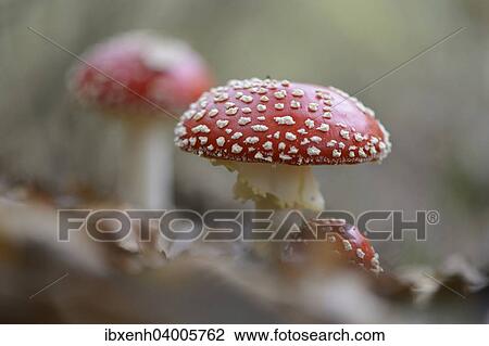"Fly Agaric mushrooms (Amanita muscaria), Emsland, Lower Saxony, Germany, Europe" View Large Photo Image Stock Image - "Fly Agaric mushrooms (Amanita muscaria), Emsland, Lower Saxony, Germany, Europe". Fotosearch