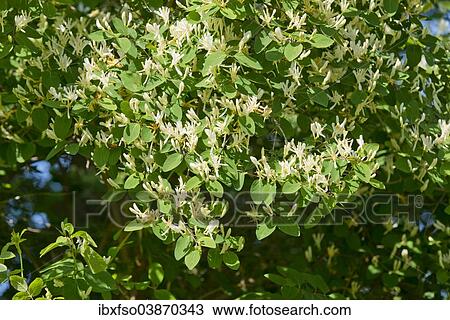 "Fly Honeysuckle or Fly Woodbine (Lonicera xylosteum), flowering, Thuringia, Germany, Europe" View Large Photo Image Stock Image - "Fly Honeysuckle or Fly Woodbine (Lonicera xylosteum), flowering, Thuringia, Germany, Europe". Fotosearch