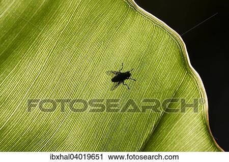 Stock Image - "Fly on a leaf in backlight, Reunion, France, Africa". Fotosearch
