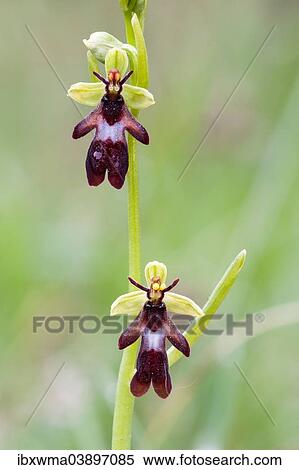 Stock Photography - "Fly Orchid (Ophrys insectifera), North Hesse, Hesse, Germany, Europe". Fotosearch