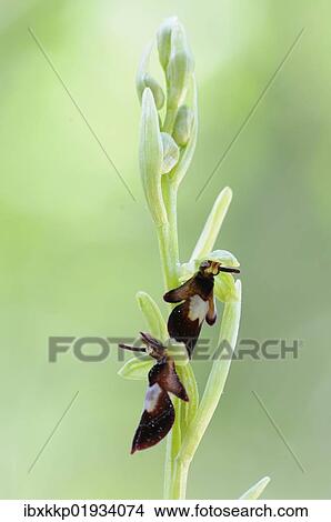 Fly Orchid (Ophrys insectifera) View Large Photo Image Picture - Fly Orchid (Ophrys insectifera). Fotosearch