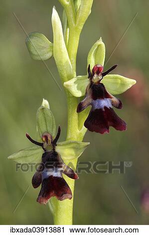 Stock Image - "Fly Orchid (Ophrys insectifera), flowering, Eifel National Park, North Rhine-Westphalia, Germany, Europe". Fotosearch