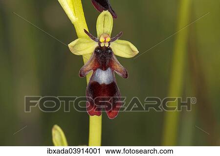 "Fly Orchid (Ophrys insectifera), flowering, Eifel National Park, North Rhine-Westphalia, Germany, Europe" View Large Photo Image Stock Image - "Fly Orchid (Ophrys insectifera), flowering, Eifel National Park, North Rhine-Westphalia, Germany, Europe". Fotosearch