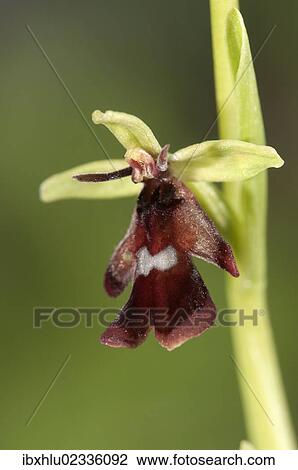 "Fly Orchid (Ophrys insectifera), single flower, Bargau, Baden-Wuerttemberg, Germany, Europe" View Large Photo Image Stock Image - "Fly Orchid (Ophrys insectifera), single flower, Bargau, Baden-Wuerttemberg, Germany, Europe". Fotosearch
