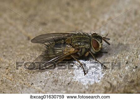 Stock Photo - "Fly (Phaonia spec. ) on wood, Germany, Europe". Fotosearch