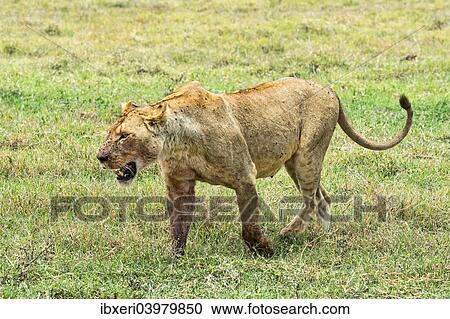 Stock Image - "Fly-ridden Lioness (Panthera leo), Ngorongoro Crater, Tanzania, Africa". Fotosearch
