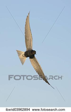 "Flying Black tern (Chlidonias niger), Gelderland, The Netherlands, Europe" View Large Photo Image Picture - "Flying Black tern (Chlidonias niger), Gelderland, The Netherlands, Europe". Fotosearch