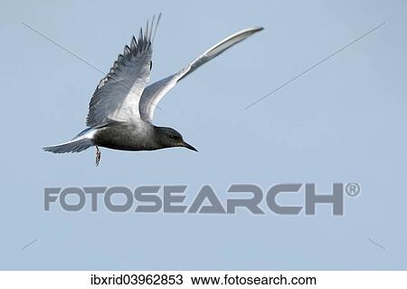 "Flying Black tern (Chlidonias niger), Gelderland, The Netherlands, Europe" View Large Photo Image Stock Image - "Flying Black tern (Chlidonias niger), Gelderland, The Netherlands, Europe". Fotosearch
