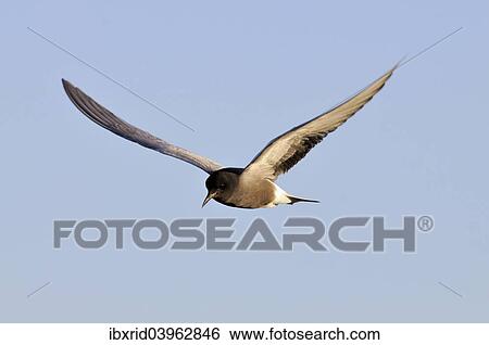 Stock Photograph - "Flying Black tern (Chlidonias niger), Gelderland, The Netherlands, Europe". Fotosearch